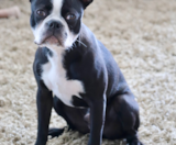 Boston Terrier Puppies For Sale Seaside Pups